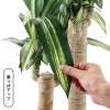 フェイクグリーン”幸福の木”＜高さ約１１０ｃｍ＞｜通販のベルメゾンネット