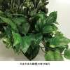 フェイクグリーン　寄せ植えオリーブ＜高さ約４８ｃｍ＞｜通販のベルメゾンネット