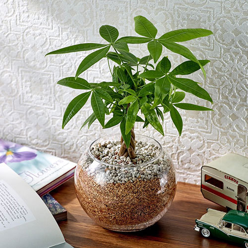 環境にやさしいエコスギ観葉植物「編み込みパキラ」｜日比谷花壇｜フラワーギフト通販
