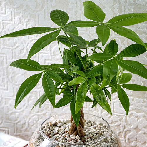環境にやさしいエコスギ観葉植物「編み込みパキラ」｜日比谷花壇｜フラワーギフト通販