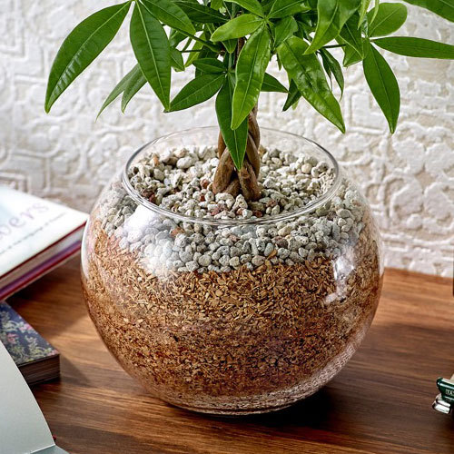 環境にやさしいエコスギ観葉植物「編み込みパキラ」｜日比谷花壇｜フラワーギフト通販