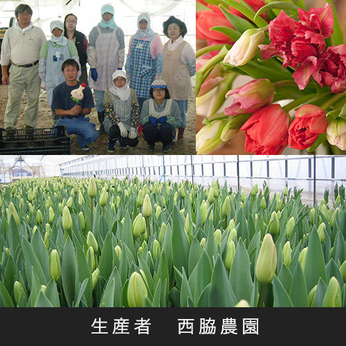 花紀行北陸「チューリップ10本（イエロー系）」 ｜日比谷花壇｜フラワーギフト通販