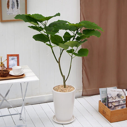 観葉植物「フィカス・ウンベラータ（L）・ホワイトポット」｜日比谷花壇｜フラワーギフト通販