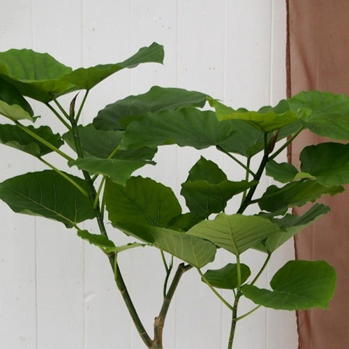 観葉植物「フィカス・ウンベラータ（L）・ホワイトポット」｜日比谷花壇｜フラワーギフト通販