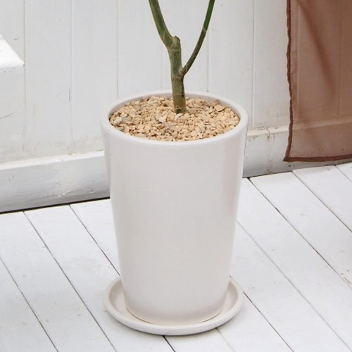 観葉植物「フィカス・ウンベラータ（L）・ホワイトポット」｜日比谷花壇｜フラワーギフト通販