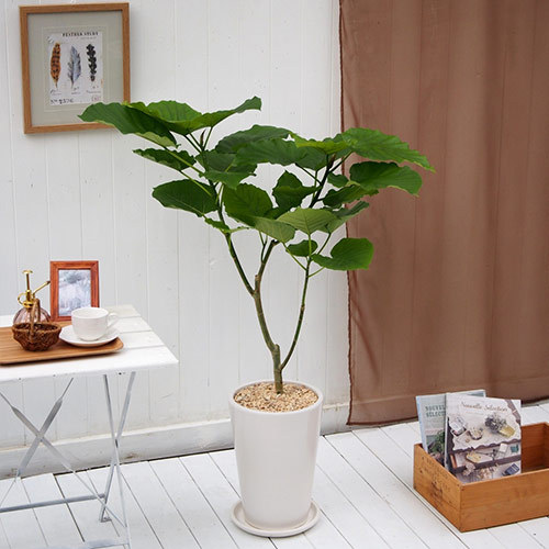 観葉植物「フィカス・ウンベラータ（L）・ホワイトポット」｜日比谷花壇｜フラワーギフト通販