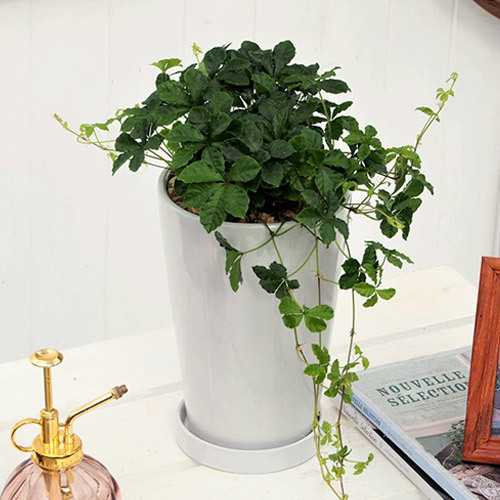 観葉植物　シュガーバイン「ジャルダン」｜日比谷花壇｜フラワーギフト通販