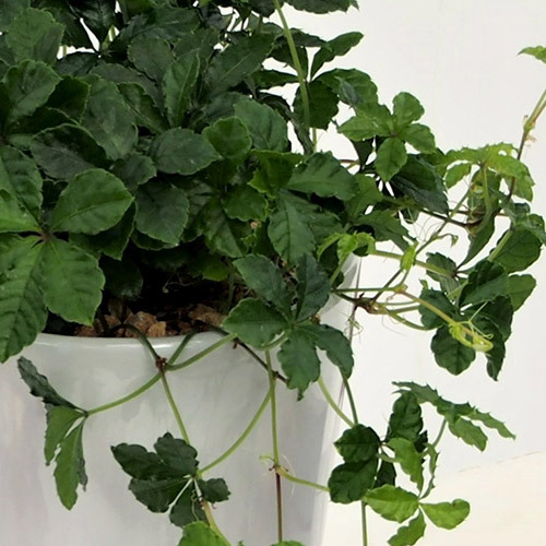 観葉植物　シュガーバイン「ジャルダン」｜日比谷花壇｜フラワーギフト通販