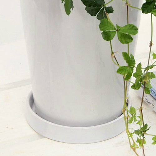 観葉植物　シュガーバイン「ジャルダン」｜日比谷花壇｜フラワーギフト通販