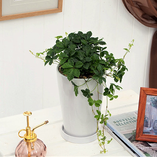 観葉植物　シュガーバイン「ジャルダン」｜日比谷花壇｜フラワーギフト通販
