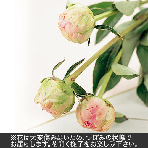 おうちで楽しむ季節の花「芍薬（淡いピンク系）」7本｜日比谷花壇｜フラワーギフト通販