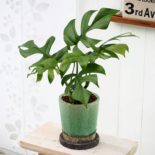 観葉植物「ヒメモンステラ（S）」｜日比谷花壇｜フラワーギフト通販