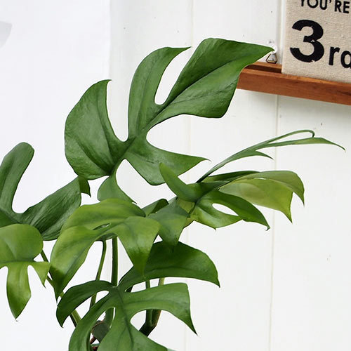 観葉植物「ヒメモンステラ（S）」｜日比谷花壇｜フラワーギフト通販