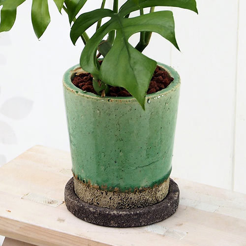 観葉植物「ヒメモンステラ（S）」｜日比谷花壇｜フラワーギフト通販