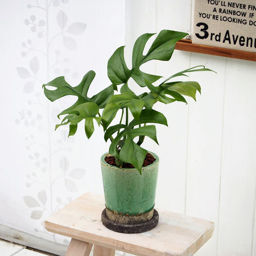 観葉植物「ヒメモンステラ（S）」｜日比谷花壇｜フラワーギフト通販