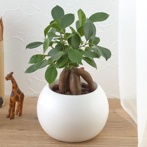 お手入れかんたん観葉植物「人参ガジュマル（ホワイト）」｜日比谷花壇｜フラワーギフト通販