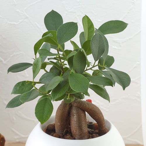 お手入れかんたん観葉植物「人参ガジュマル（ホワイト）」｜日比谷花壇｜フラワーギフト通販