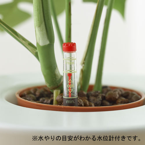 お手入れかんたん観葉植物「人参ガジュマル（ホワイト）」｜日比谷花壇｜フラワーギフト通販