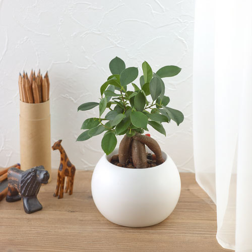お手入れかんたん観葉植物「人参ガジュマル（ホワイト）」｜日比谷花壇｜フラワーギフト通販