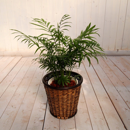 観葉植物「テーブルヤシ・バスケット」｜日比谷花壇｜フラワーギフト通販
