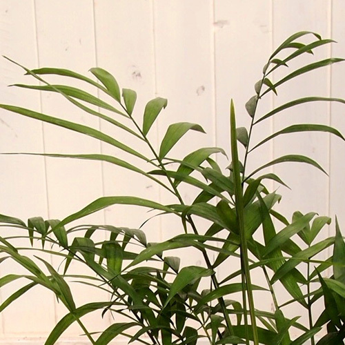 観葉植物「テーブルヤシ・バスケット」｜日比谷花壇｜フラワーギフト通販