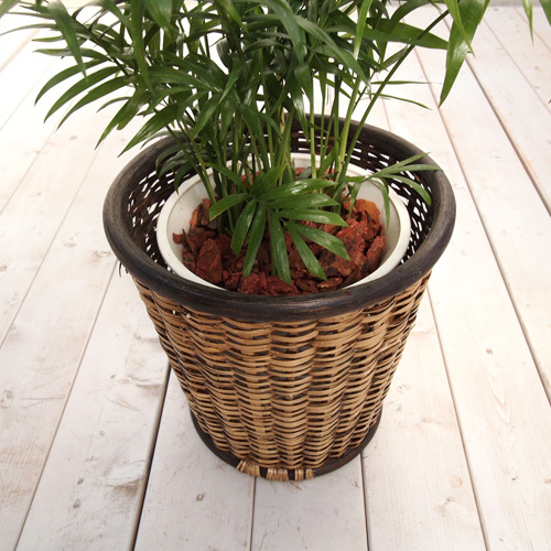 観葉植物「テーブルヤシ・バスケット」｜日比谷花壇｜フラワーギフト通販