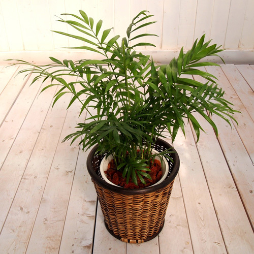 観葉植物「テーブルヤシ・バスケット」｜日比谷花壇｜フラワーギフト通販