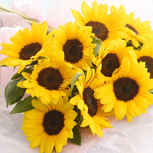 父の日 花紀行房総「ヒマワリ10本セット」｜日比谷花壇｜フラワーギフト通販