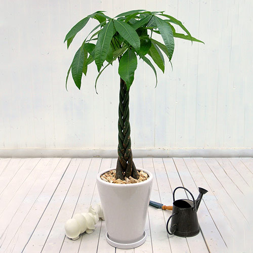 観葉植物「パキラ（L）・ホワイトポット」｜日比谷花壇｜フラワーギフト通販