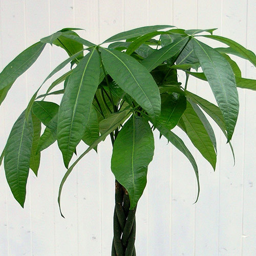 観葉植物「パキラ（L）・ホワイトポット」｜日比谷花壇｜フラワーギフト通販