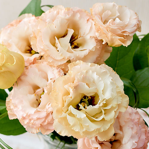 6月旬の花材「リシアンサス　オレンジ系」｜日比谷花壇｜フラワーギフト通販