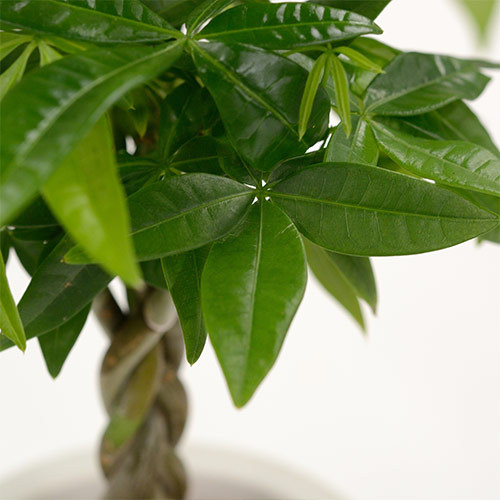 お手入れかんたん観葉植物「編込みパキラ（シリンダーホワイト）」｜日比谷花壇｜フラワーギフト通販
