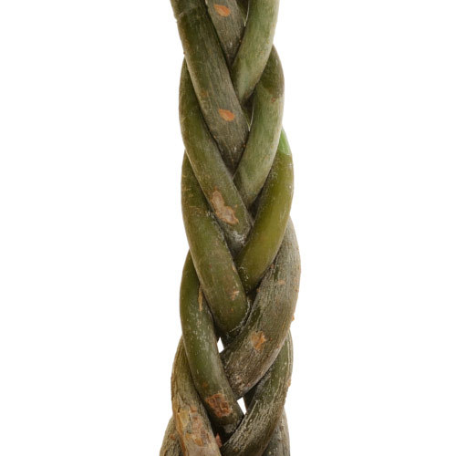 お手入れかんたん観葉植物「編込みパキラ（シリンダーホワイト）」｜日比谷花壇｜フラワーギフト通販