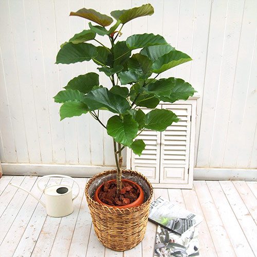 観葉植物「ウンベラータ（L）･バスケット」｜日比谷花壇｜フラワーギフト通販