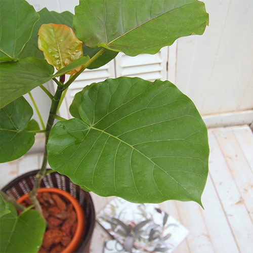 観葉植物「ウンベラータ（L）･バスケット」｜日比谷花壇｜フラワーギフト通販