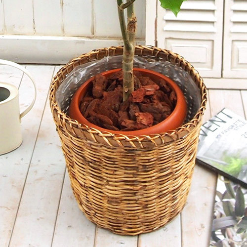観葉植物「ウンベラータ（L）･バスケット」｜日比谷花壇｜フラワーギフト通販