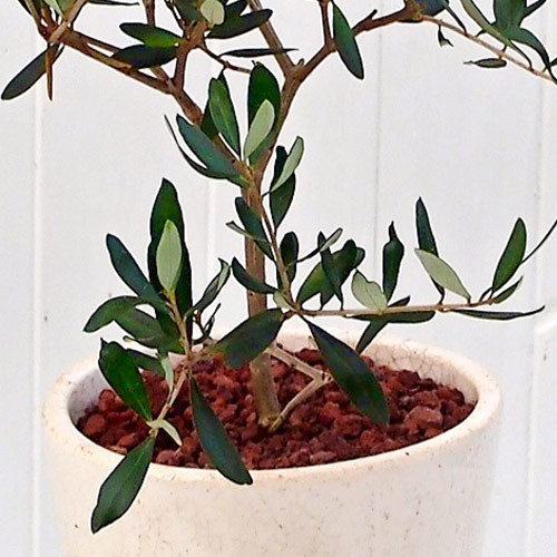観葉植物「オリーブ」｜日比谷花壇｜フラワーギフト通販