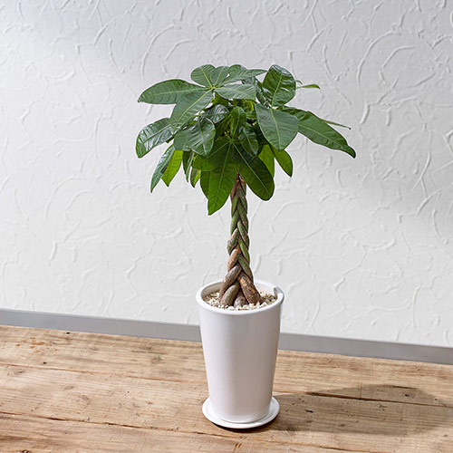 観葉植物「パキラ（M）ホワイトポット」｜日比谷花壇｜フラワーギフト通販