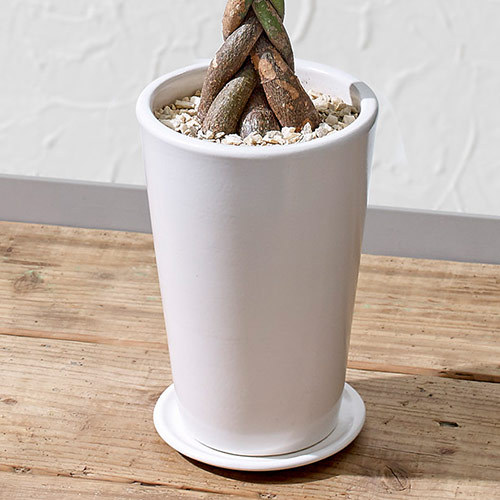 観葉植物「パキラ（M）ホワイトポット」｜日比谷花壇｜フラワーギフト通販