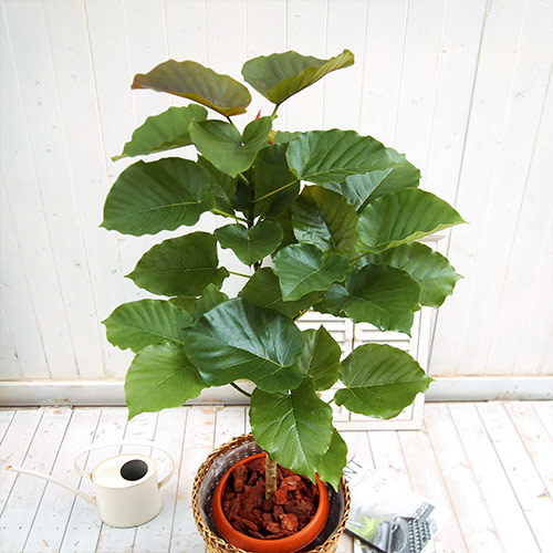 観葉植物「ウンベラータ（L）･バスケット」｜日比谷花壇｜フラワーギフト通販