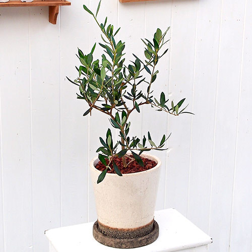 観葉植物「オリーブ」｜日比谷花壇｜フラワーギフト通販