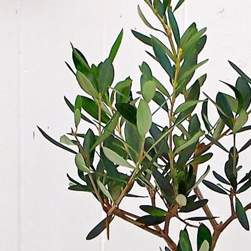 観葉植物「オリーブ」｜日比谷花壇｜フラワーギフト通販