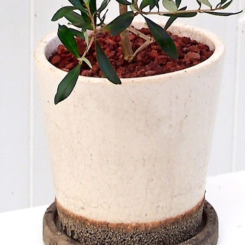 観葉植物「オリーブ」｜日比谷花壇｜フラワーギフト通販