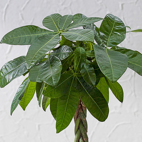 観葉植物「パキラ（M）ホワイトポット」｜日比谷花壇｜フラワーギフト通販