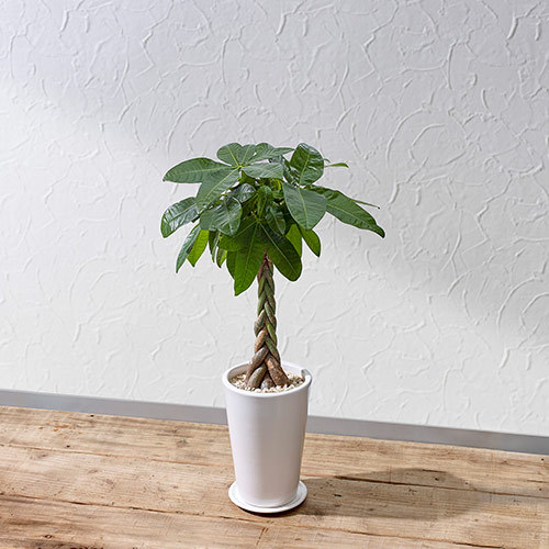 観葉植物「パキラ（M）ホワイトポット」｜日比谷花壇｜フラワーギフト通販