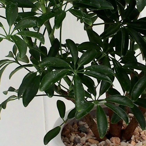 観葉植物「カポックコンパクタ・ホワイトポット」｜日比谷花壇｜フラワーギフト通販