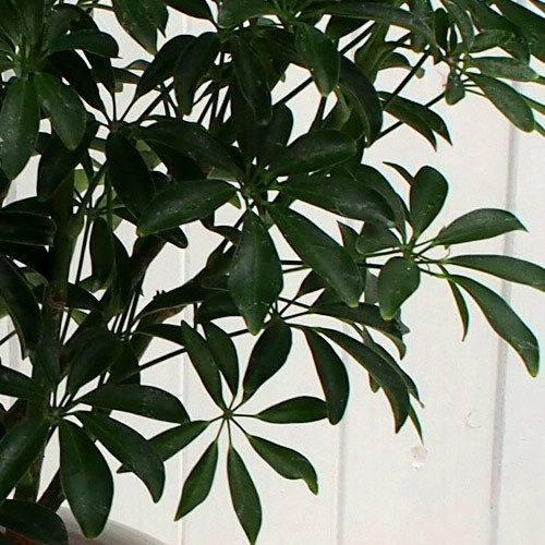 観葉植物「カポックコンパクタ・ホワイトポット」｜日比谷花壇｜フラワーギフト通販