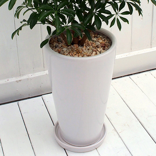 観葉植物「カポックコンパクタ・ホワイトポット」｜日比谷花壇｜フラワーギフト通販
