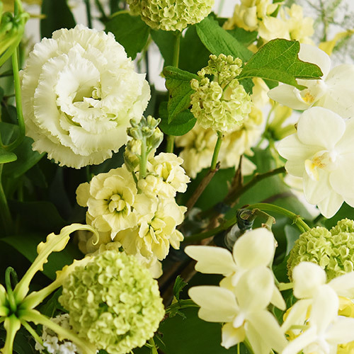 石井デザイナー・アレンジメント「spring」｜日比谷花壇｜フラワーギフト通販