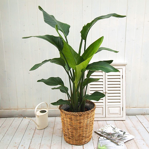 観葉植物「オーガスタ（L）･バスケット」｜日比谷花壇｜フラワーギフト通販